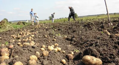 Брянщина забуксовала с уборкой каждого 8-го кило российского картофеля -  Брянский ворчун
