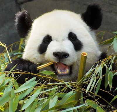 Фото панды с бамбуком фотографии