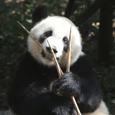 Загадка панд: почему хищные медведи перешли на бамбук