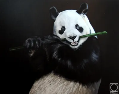 Откуда произошли панды и почему они едят бамбук - РИА Новости, 08.06.2019