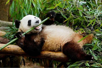 Панда и бамбук - милое забавное изображение» — создано в Шедевруме