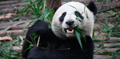 Бамбук и ложный палец сблизили панд на генетическом уровне