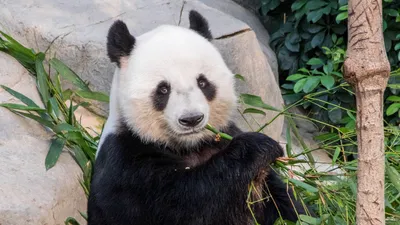 Большая панда с бамбуком стоковое фото. изображение насчитывающей  млекопитающее - 111832752