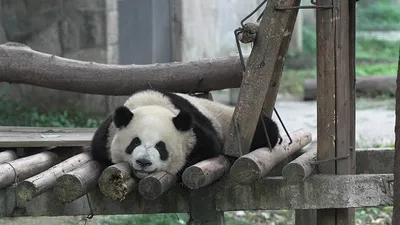 Скачать 1920x1080 панда, бамбук, ветки, животное обои, картинки full hd,  hdtv, fhd, 1080p