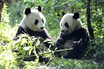 Пандам из Московского зоопарка не понравился российский бамбук - Москвич Mag