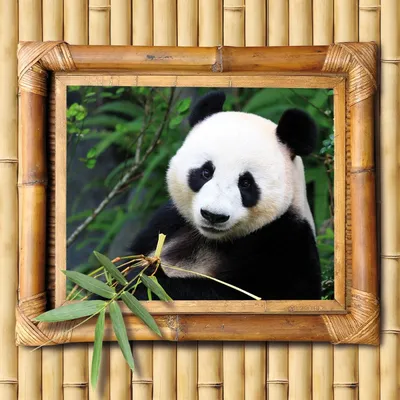 Панда спит ест бамбук Фон И картинка для бесплатной загрузки - Pngtree
