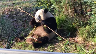 Старается»: Московский зоопарк показал, как малышка-панда пытается есть  бамбук