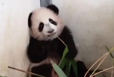 большая панда ест бамбук, китайский стиль, Листья бамбука, зеленый фон  картинки и Фото для бесплатной загрузки