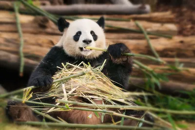 Панда в бамбуковом лесу, панда, панда, панда, панда, панда, бамбук, панда,  панда, hd обои | Премиум Фото