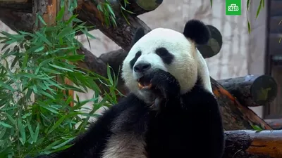 Ест ли панда бамбук, а может быть она ест что-то кроме бамбука? - Животное  панда: энциклопедия, все про панду!