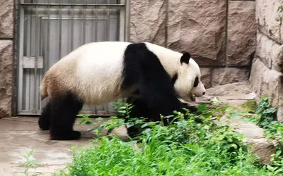 Московский зоопарк: Если китайский бамбук будет грозить пандам  коронавирусом, то купим в Адлере - KP.RU