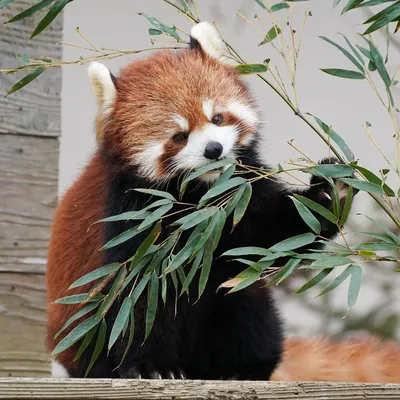Фон:Зелёный бамбук.Большая панда …» — создано в Шедевруме
