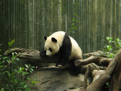 Знаете ли вы, что 99% питания больших панд составляют побеги и листья  бамбука? Собственно поэтому этих животных еще называют бамбуковыми  медведями — Радио МЕТРО