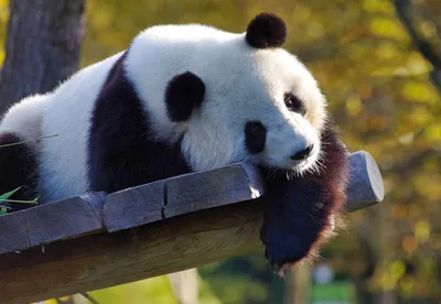 Панда стоит и держит бамбук. | Премиум Фото