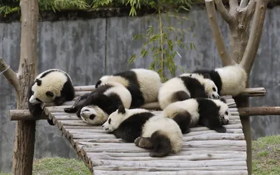 Панда с бамбуком рисунок - 66 фото