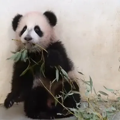 Маленькая панда из Московского зоопарка впервые попробовала бамбук - Радио  Sputnik, 28.11.2023