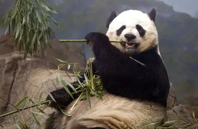 Повторяет за мамой»: Московский зоопарк показал, как панда Катюша пробует  бамбук