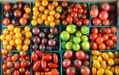 Семена томатов (помидор) Черри купить в Украине | Веснодар
