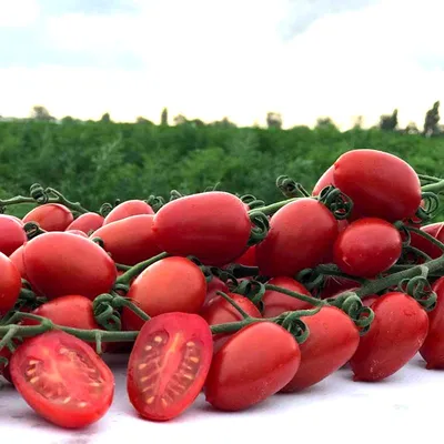 Помидоры черри на ветке 500 г в Москве, цены: купить Помидоры и томаты с  доставкой