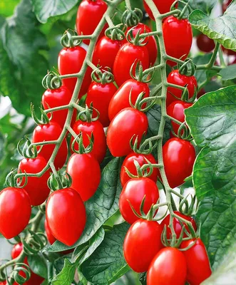 Бизнес-план по выращиванию томатов черри в закрытом грунте