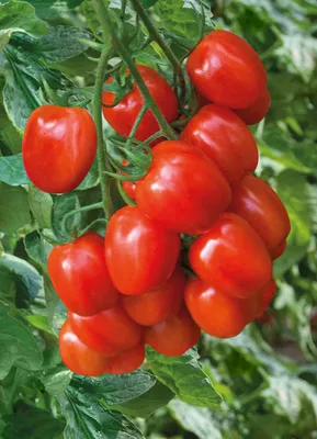 Семена томатов (помидор) Ред Черри купить в Украине | Веснодар