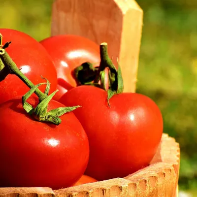 Правда ли, что помидоры помогают похудеть? Узнайте, как правильно их  употреблять и какую пользу они приносят (Yahoo News Japan, Япония) |  12.02.2023, ИноСМИ