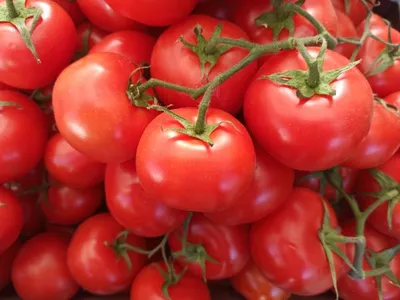 помидоры в горшке растут на белом фоне, картинка помидора, завод, помидор  фон картинки и Фото для бесплатной загрузки