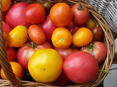 Помидоры томаты PNG , помидор, овощи PNG рисунок для бесплатной загрузки