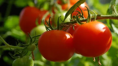 История помидора - как фрукт завоеванных стал главным овощем завоевателей |  Истории простых вещей | Дзен