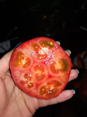 UzNews - Ученые из Узбекистана вывели новый сорт помидора «Универсал»