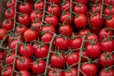 Как хранить помидоры: 13 способов, которые помогут сохранить урожай и  запасы | ivd.ru