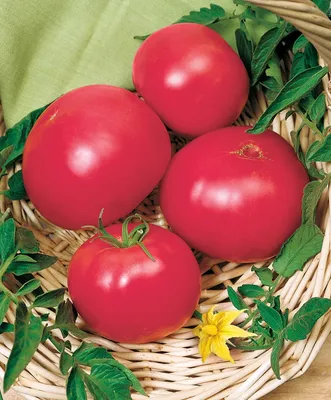 Кастрюля / жаровня в форме помидора 0, 5 л керамическая Cherry Staub  (40511-855-0) | Kitchen-Profi Россия