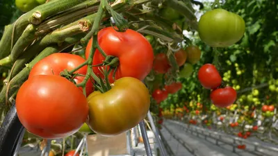 Черри помидоры - описание продукта, как выбирать, как готовить, читайте на  Gastronom.ru