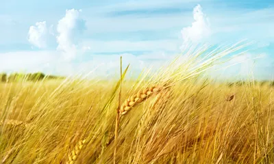 Картинки пшеница, лето, природа, небо, макро, облака, украина - обои  1024x768, картинка №144941