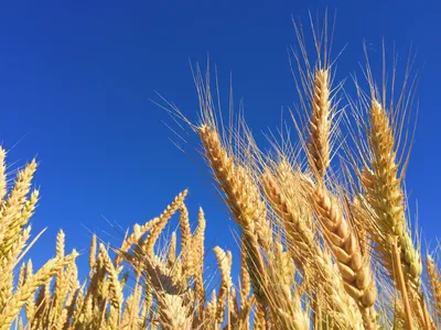 Фотографии Пшеница Природа Поля Небо колосья 2400x1882