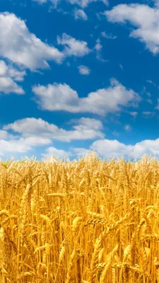 Колосья пшеницы | Природа, Пшеница