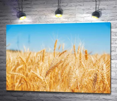 Золотая Пшеница И Голубое Небо. Стоковые Фотографии | FreeImages