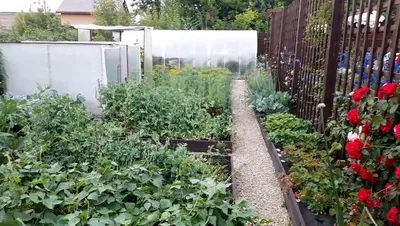 Как мы отделили сад от огорода. Большая шпалера своими руками | Татьяна  НАША ДАЧА | Дзен