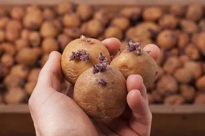Семенной картофель 2020 года | ООО «ПремиумАгро». Сельское хозяйство