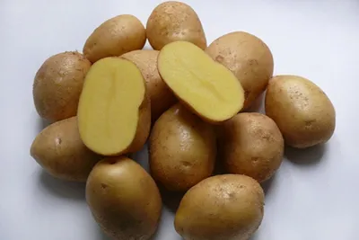 Куча семенного картофеля с ростками Стоковое Изображение - изображение  насчитывающей подготовлено, предмет: 176717871