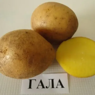 Семенной картофель Невский (порция 500 г)