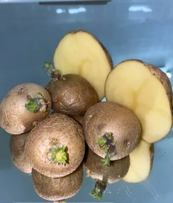 Различные способы размножения семенного картофеля
