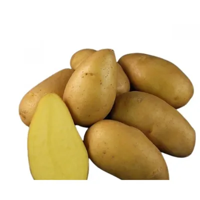 Специалисты россельхознадзора рассказали тверитянам секреты выбора семенного  картофеля - Газета «Караван Ярмарка»