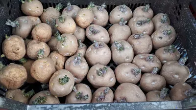 26 сортов семенного картофеля будет предложено покупателям на отраслевой  выставке «Картофель-2022» | Министерство сельского хозяйства Чувашской  Республики