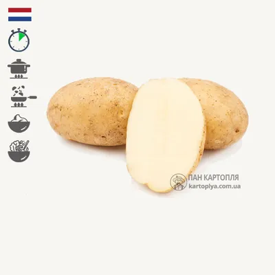 Продажа семенного картофеля в Апатитах за 300 рублей | Доска объявлений