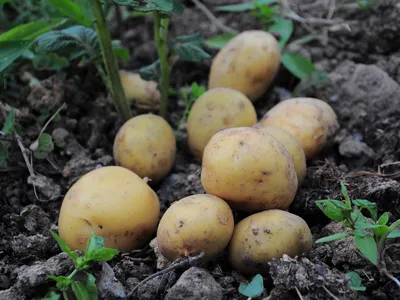 Азербайджанским фермерам не хватает семенного картофеля отечественных  сортов — Журнал \"Картофельная Система\"