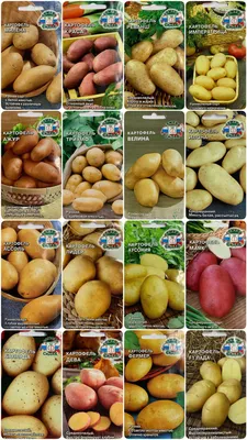 Различные способы размножения семенного картофеля