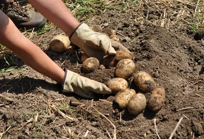 Структуры экс-сенатора могут купить крупные картофельные хозяйства –  Агроинвестор