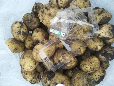 Советы по выбору семенного картофеля