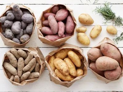 импала. Агрофирма «Слава картофелю». Выращивание семенного и  продовольственного картофеля